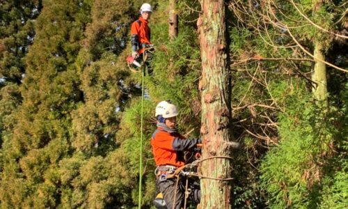 野上邸　大分県竹田市_200128_0006